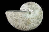 Fossil Nautilus (Cymatoceras) - Madagascar #140435-1
